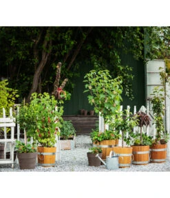 Küferei Kardos Robinienkübel, Rund 8 Küferei Kardos Robinienkübel, Rund -Dehner 1709096 1709401 1709443 1709732 1709807 1710037 WE MO 002 Robinienkuebelrund