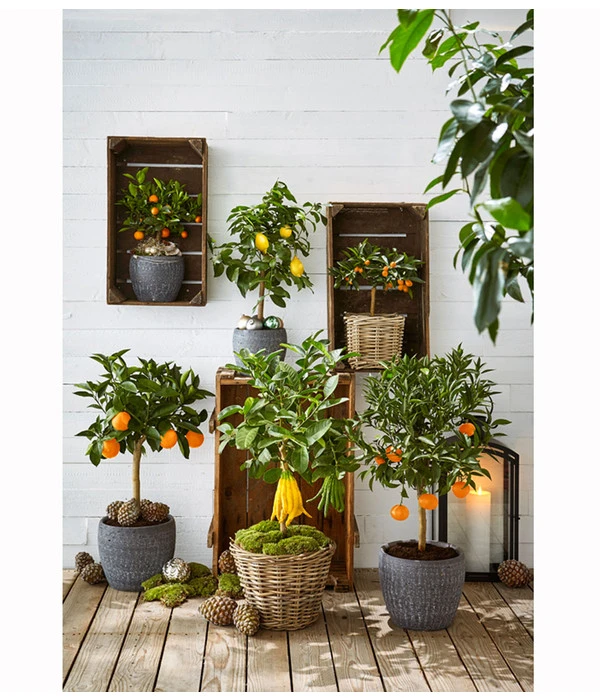 Zitronat-Zitrone 'Buddhas Hand' 4 Zitronat-Zitrone 'Buddhas Hand' – Bild 2