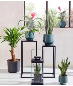 Bogenhanf - Sansevieria Cylindrica 'Mikado' 11 Bogenhanf - Sansevieria Cylindrica 'Mikado' -Dehner 20180515 PR MO 001 AechmeaSansevieriaBL15