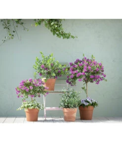 Kreuzblume, Stämmchen 10 Kreuzblume, Stämmchen -Dehner 20190418 PR MO 01 KuebelpflanzenPolygalaEucalyptus GC05 01