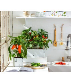 Pick-a-Pep® Paprika, Rot 7 Pick-a-Pep® Paprika, Rot -Dehner 20200604 WE MO 001 IndoorTomatePaprika 2021 GC11