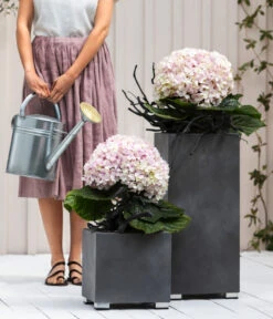 Bauern-Hortensie 'Avantgarde', Blau 7 Bauern-Hortensie 'Avantgarde', Blau -Dehner 20210415 7220155 WE MO 001 HortensieAvantgarde BL08 2022 04