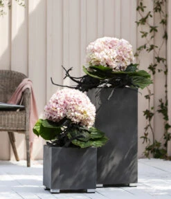 Bauern-Hortensie 'Avantgarde' 10 Bauern-Hortensie 'Avantgarde' -Dehner 20210415 WE MO 001 HortensieAvantgarde BL08 2022 01