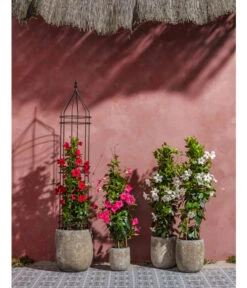 Dehner Premium Obelisk Odin 18 Dehner Premium Obelisk Odin -Dehner 2480069 2480093 2480119 WE MO 007 DehnerPremiumObeliskOdin