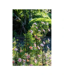 Dehner Premium Obelisk Odin 19 Dehner Premium Obelisk Odin -Dehner 2480069 2480093 2480119 WE MO 009 DehnerPremiumObeliskOdinRankhilfe