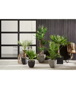 Dehner Polystone-Topf Brisbane In Riffeloptik, Rund 11 Dehner Polystone-Topf Brisbane In Riffeloptik, Rund -Dehner 3158847 3158870 3158888 WE MO 002 PolystoneTopfinRiffeloptikrundsand