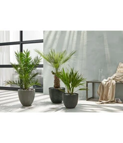 Dehner Polystone-Topf Brisbane In Riffeloptik, Rund 12 Dehner Polystone-Topf Brisbane In Riffeloptik, Rund -Dehner 3158847 3158870 3158888 WE MO 003 PolystoneTopfinRiffeloptikrundsand