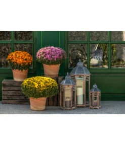 Spang Terrakotta-Topf Toscana, Rund -Dehner 3697612 WE MO 003 TerrakottaTopfToscana