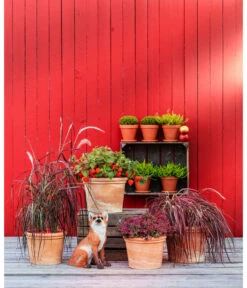 Spang Terrakotta-Topf Toscana, Rund -Dehner 3697612 WE MO 004 TerrakottaTopfToscanarund