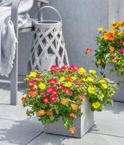 Dehner Polystone-Topf Sydney, Quadratisch, Grau -Dehner 3920998 3921004 4261632 WE MO 002 DehnerPolystoneTopfSydneyquadratischgrau