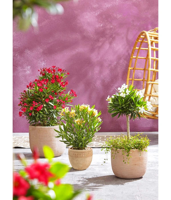 Dehner Terrakotta-Topf Neapel, Rund 4 Dehner Terrakotta-Topf Neapel, Rund – Bild 2