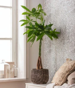 Glückskastanie - Pachira Aquatica, In Keramik 5 Glückskastanie - Pachira Aquatica, In Keramik -Dehner 4083325 82506059 4083325 WE MO 001 TopfStefBraunPachiraAquatica