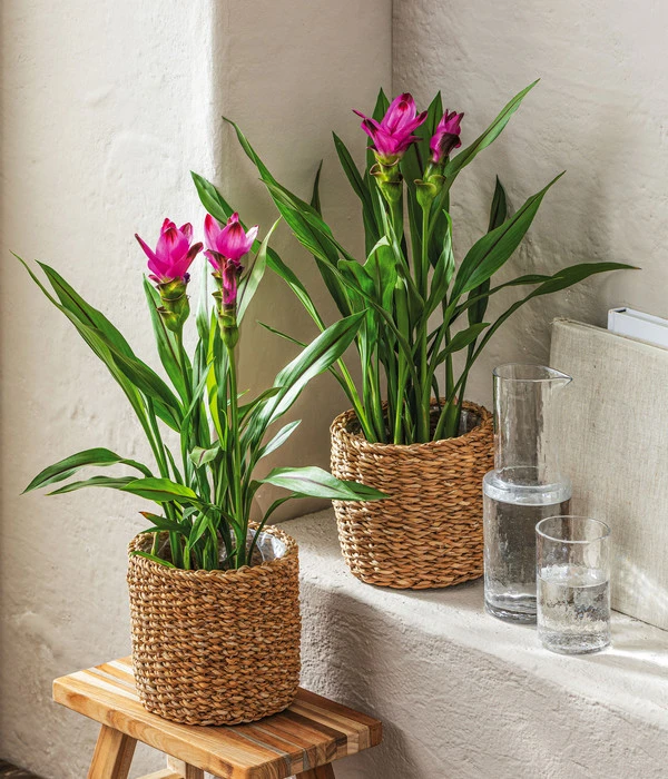 Indische Safranwurz - Curcuma Alismatifolia 4 Indische Safranwurz - Curcuma Alismatifolia – Bild 2