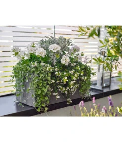 Dehner Leichtbeton-Kasten Rock, Rechteckig, Grau -Dehner 5157607 5157615 WE MO 001 DehnerLeichtbetonKastenrockgrau