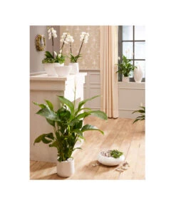 Dehner Keramik-Schale Lustrinado, Bauchig, Weiß 5 Dehner Keramik-Schale Lustrinado, Bauchig, Weiß -Dehner 5174586 PR MO 001 ExklusivSerieLustrinadoWeiss