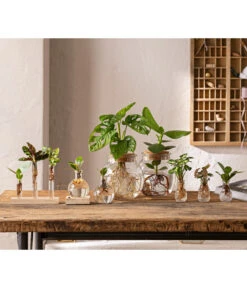 Waterplant Balsamapfel Im Kugelglas - Clusia Rosea 'Princess', Mit LED 8 Waterplant Balsamapfel Im Kugelglas - Clusia Rosea 'Princess', Mit LED -Dehner 6125066 WE MO 001 WaterPlants