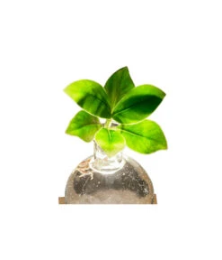 Waterplant Balsamapfel Im Kugelglas - Clusia Rosea 'Princess', Mit LED 9 Waterplant Balsamapfel Im Kugelglas - Clusia Rosea 'Princess', Mit LED -Dehner 6125074 WE DE 001 WaterPlantlusia7cmmitLicht