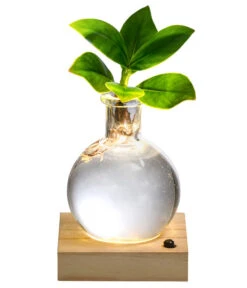 Neue Produkte 14 Waterplant Balsamapfel Im Kugelglas - Clusia Rosea 'Princess', Mit LED