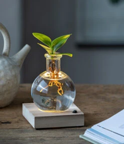 Neue Produkte -Dehner 6125074 WE MO 001 WaterPlantClusiaLED