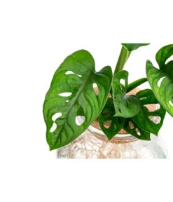 Waterplant Fensterblatt Im Kugelglas - Monstera Adansonii, Ca. 25 Cm -Dehner 6125090 WE DE 001 WaterPlantsMonstera12cm