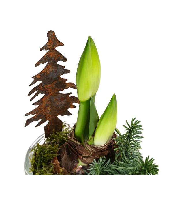 Amaryllis Im Glastopf, Ca. Ø14 Cm 4 Amaryllis Im Glastopf, Ca. Ø14 Cm – Bild 2