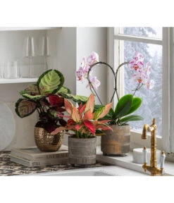 Dehner Beton-Übertopf Nola, Rund, Grau-kupfer -Dehner 6732499 6732929 6784912 WE MO 001 TopfNolaGold