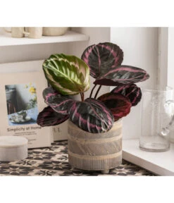 Dehner Beton-Übertopf Nola, Rund, Grau-kupfer -Dehner 6732499 WE MO 004 TopfNolaGold