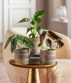 Dehner Beton-Übertopf Nola, Rund, Grau-kupfer -Dehner 6732515 WE MO 001 GlamourPaketNola