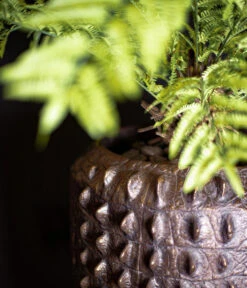 Fleur Ami Kunststoff-Topf Croc, Konisch, Bronze, Ca. Ø47/H56 Cm 9 Fleur Ami Kunststoff-Topf Croc, Konisch, Bronze, Ca. Ø47/H56 Cm -Dehner 6758999 WE MO 002 FleurAmiPflanzgefaessCroc