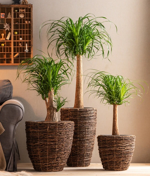 Dehner Holz-Korb Akira, Rund, Braun 5 Dehner Holz-Korb Akira, Rund, Braun – Bild 3