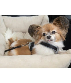 Dehner Lieblinge Reisebett Dream Team, Beige, Ca. B54/H34/T50 Cm 11 Dehner Lieblinge Reisebett Dream Team, Beige, Ca. B54/H34/T50 Cm -Dehner 6909790 WE MO 003 DehnerLieblingeTransportsofa