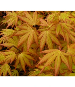 Fächerahorn 'Orange Dream' 7 Fächerahorn 'Orange Dream' -Dehner 7007016 WE DE 002 AcerAhornOrangeDreamAllgreen