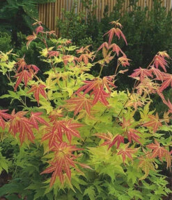 Fächerahorn 'Orange Dream' 6 Fächerahorn 'Orange Dream' -Dehner 7007016 WE MO 001 AcerPalmatumOrangeDream