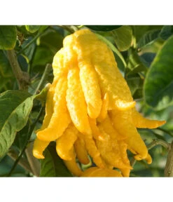 Zitronat-Zitrone 'Buddhas Hand' 9 Zitronat-Zitrone 'Buddhas Hand' -Dehner 7118763 BildD 001 CitrusBuddhasHandCitrMedicaBuddhasHan