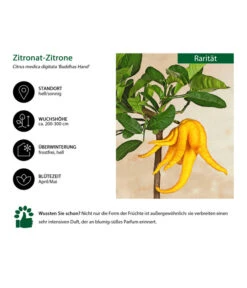 Zitronat-Zitrone 'Buddhas Hand' 10 Zitronat-Zitrone 'Buddhas Hand' -Dehner 7118763 WE IG 001 ZitronatzitroneBuddahsHand