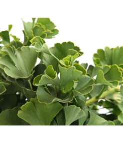 Ginkgobaum - Fächerblattbaum 'Marijke' 6 Ginkgobaum - Fächerblattbaum 'Marijke' -Dehner 7196082 PR DE 001 GinkgoMarijkeSchaleDehnerExpressHerzig