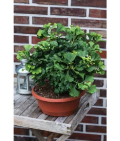 Ginkgobaum - Fächerblattbaum 'Marijke' 7 Ginkgobaum - Fächerblattbaum 'Marijke' -Dehner 7196082 PR MO 001 GinkgoBilobaMarijke