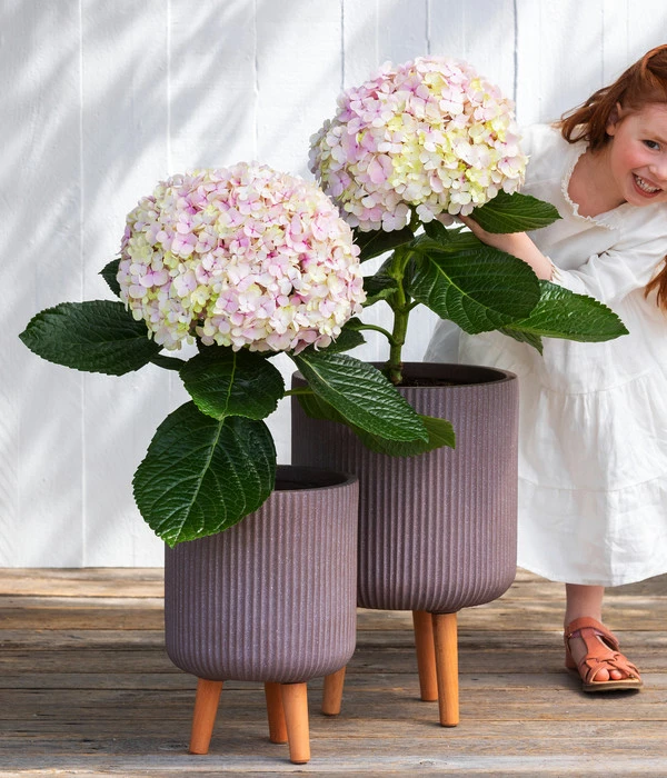 Bauern-Hortensie 'Avantgarde' 7 Bauern-Hortensie 'Avantgarde' – Bild 5