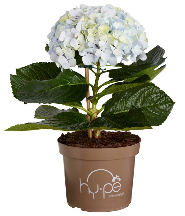 Bauern-Hortensie 'Avantgarde', Blau 4 Bauern-Hortensie 'Avantgarde', Blau – Bild 2