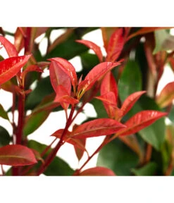 Purpur-Glanzmispel 'Glanzkopf', Ca. 170 Cm 9 Purpur-Glanzmispel 'Glanzkopf', Ca. 170 Cm -Dehner 7305329 WE DE 002 PhotinaXfraseriPupurGlazmispel