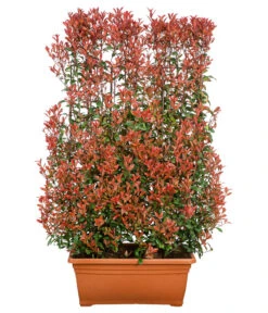 Purpur-Glanzmispel 'Glanzkopf', Ca. 170 Cm 7 Purpur-Glanzmispel 'Glanzkopf', Ca. 170 Cm -Dehner 7305329 WE FS 001 PupurGlazmispel