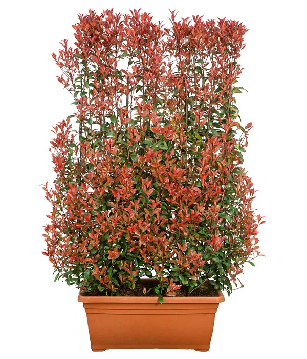 Purpur-Glanzmispel 'Glanzkopf', Ca. 170 Cm 4 Purpur-Glanzmispel 'Glanzkopf', Ca. 170 Cm – Bild 2