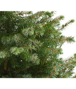 Serbische Fichte, Ca. 70-80 Cm, Im Topf Gewachsen -Dehner 7315864 WE DE 001 PiceaOmorikaSerbischeFichteContainer4LiterDehnerExpressHerzig