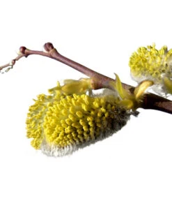 Kätzchen-Weide - Nordische Bäumchen-Weide -Dehner 7464571 BildD 001 KaetzchenWeideNordischeBaeumchenWeideSalixArbusculaSt