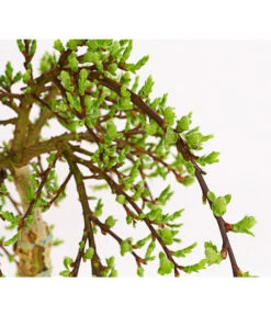 Kätzchen-Weide - Nordische Bäumchen-Weide -Dehner 7464571 WE DE 001 SalixWeideArbusculaStamm40cm13CDehnerExpressHerzig