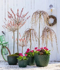 Dehner Keramik-Topf Elite 13 Dehner Keramik-Topf Elite -Dehner 7464738 8816498 6705461 WE MO 001 KaetzchenweideStaengelprimelTopfElite