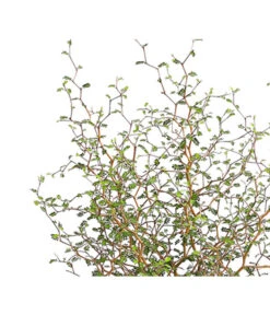 Schnurbaum 'Little Baby' -Dehner 7473648 PR DE 001 SchnurbaumSophoraLittleBaby2LDehnerExpressHerzig