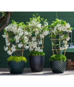 Dehner Keramik-Topf Elite 12 Dehner Keramik-Topf Elite -Dehner 7542905 8007429 6705461 WE MO 001 WisteriaWeiss