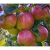 Herbstapfel 'Braeburn' 2 Herbstapfel 'Braeburn' -Dehner 7618531 WE DE 001 ApfelbaumMalusBraeburnApfel