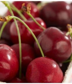 Süßkirschen-Duo 'Kordia/Burlat' 7 Süßkirschen-Duo 'Kordia/Burlat' -Dehner 7620180 PR DE 001 KirscheBurlatDehnerExpressZS